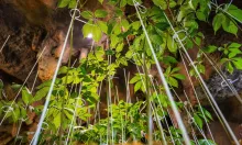 Nhà khoa học tìm cách để nhiều người được dùng sâm Ngọc Linh